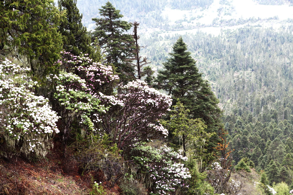 鲁朗林海，鲜花遍野。