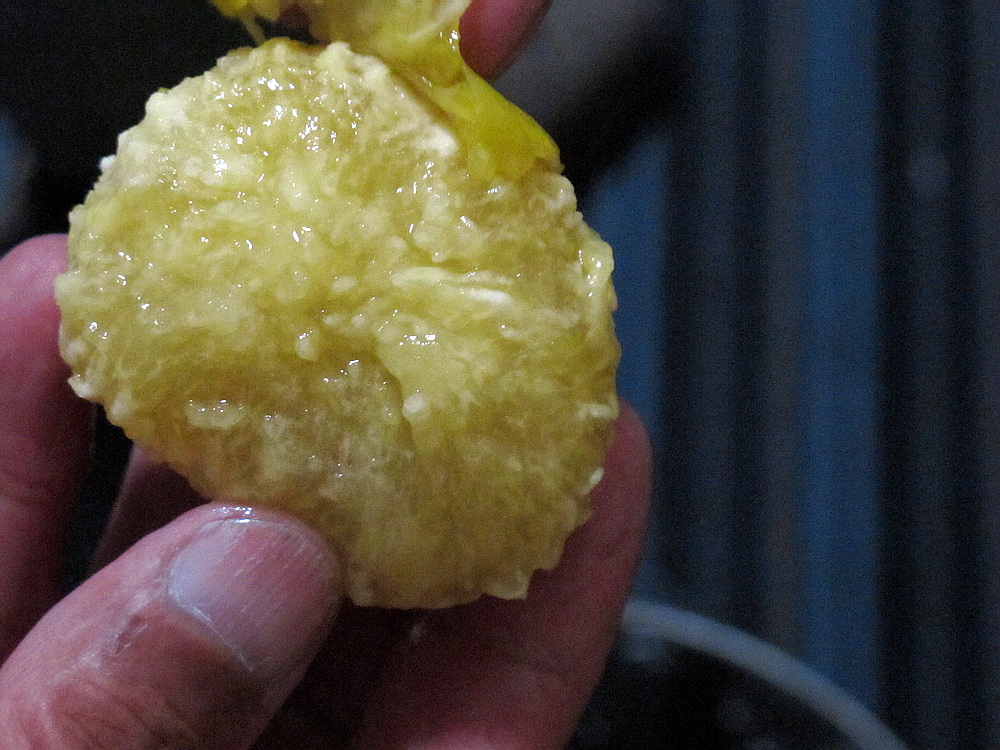 平生第一次遇见无花果!