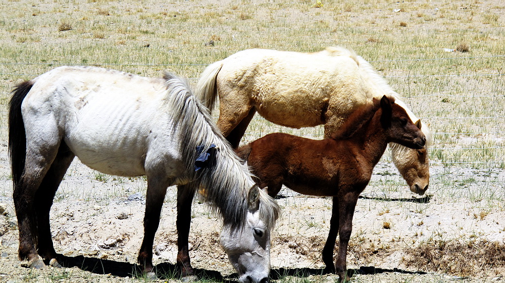 寂寞荒原的感动。