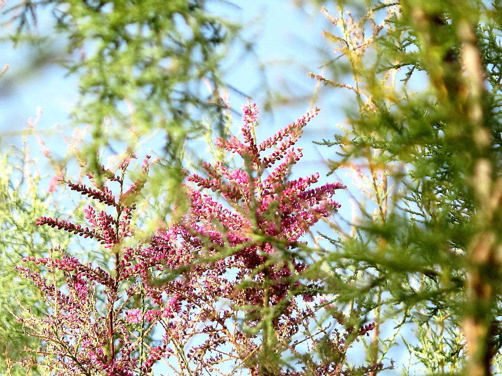 数百万棵红柳、梭梭、沙拐枣等40多种植物。