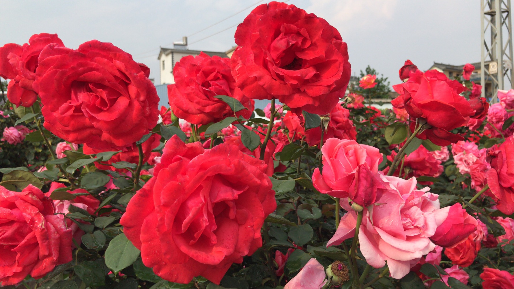 B6CFB363-81A1-4C10-9107-BCD951EBF942.jpeg