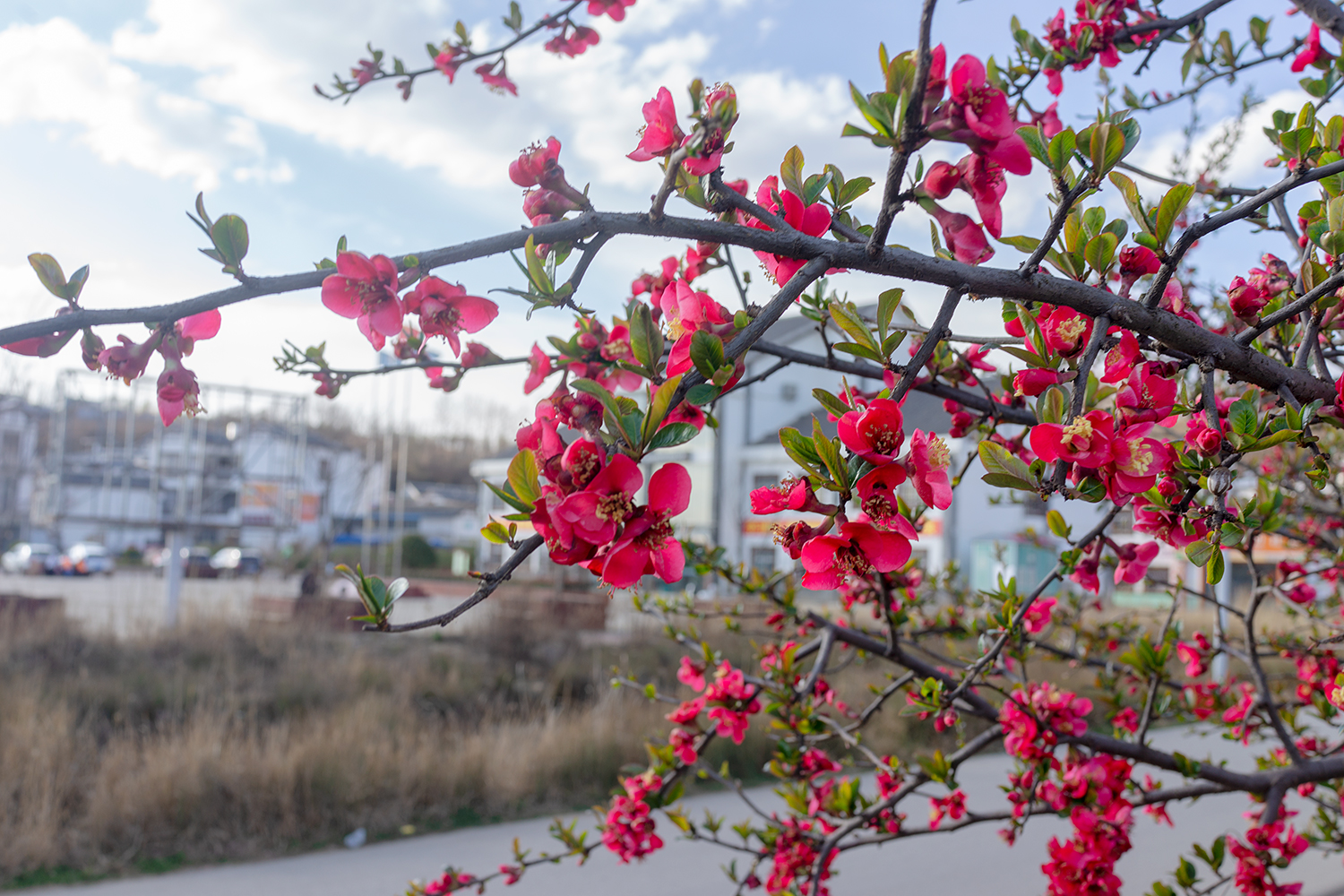 DSC01276.jpg