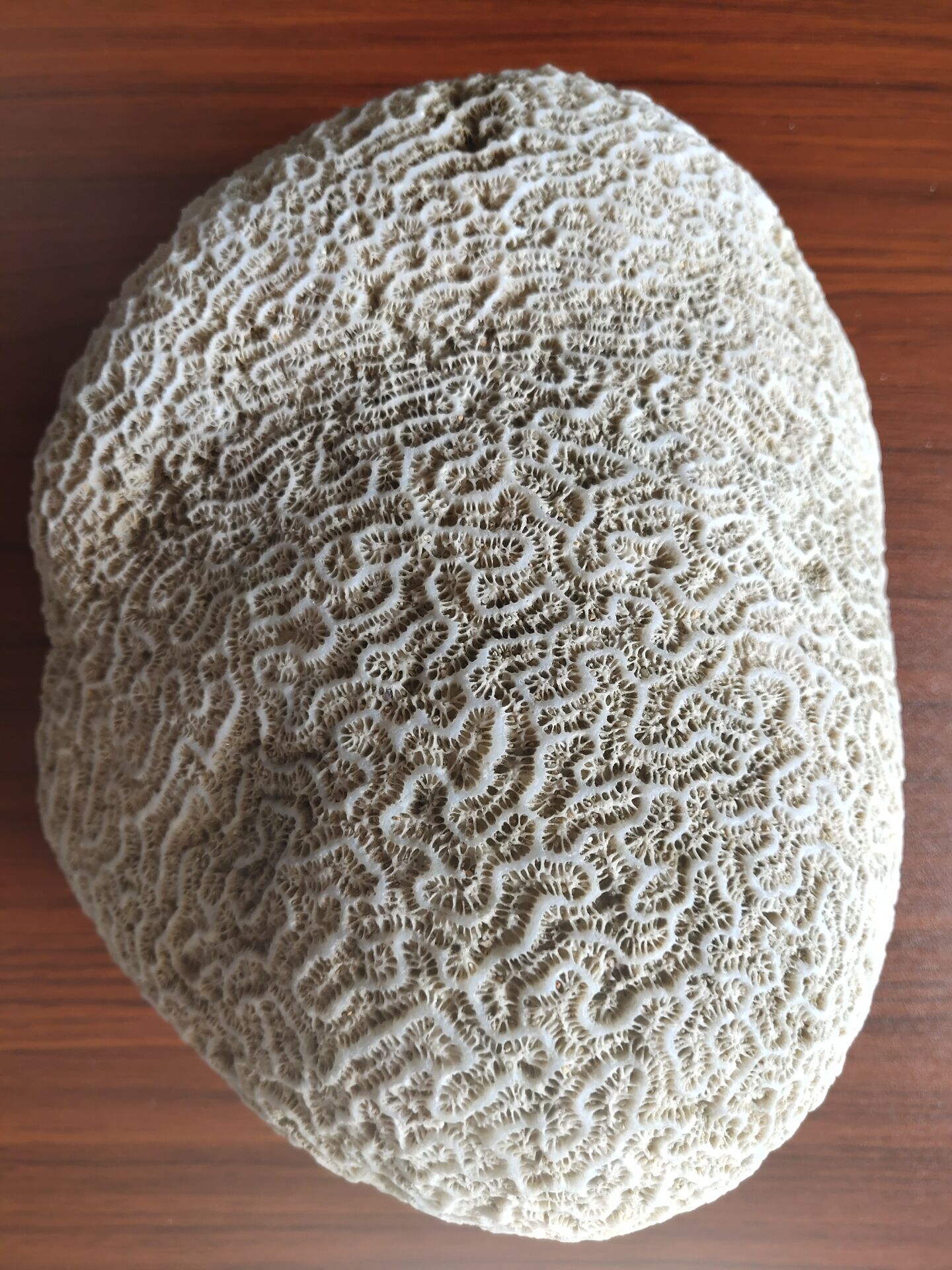 （图二）未做过任何专业清洗，朋友此物为椭圆规图案形状规则不等一，没有一丝毫断路，目前没有任何一块有如 ...