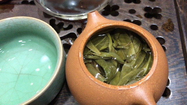 忙肺古树-1