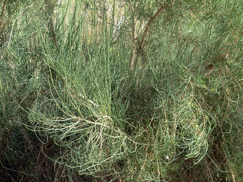 数百万棵红柳、梭梭、沙拐枣等40多种植物。