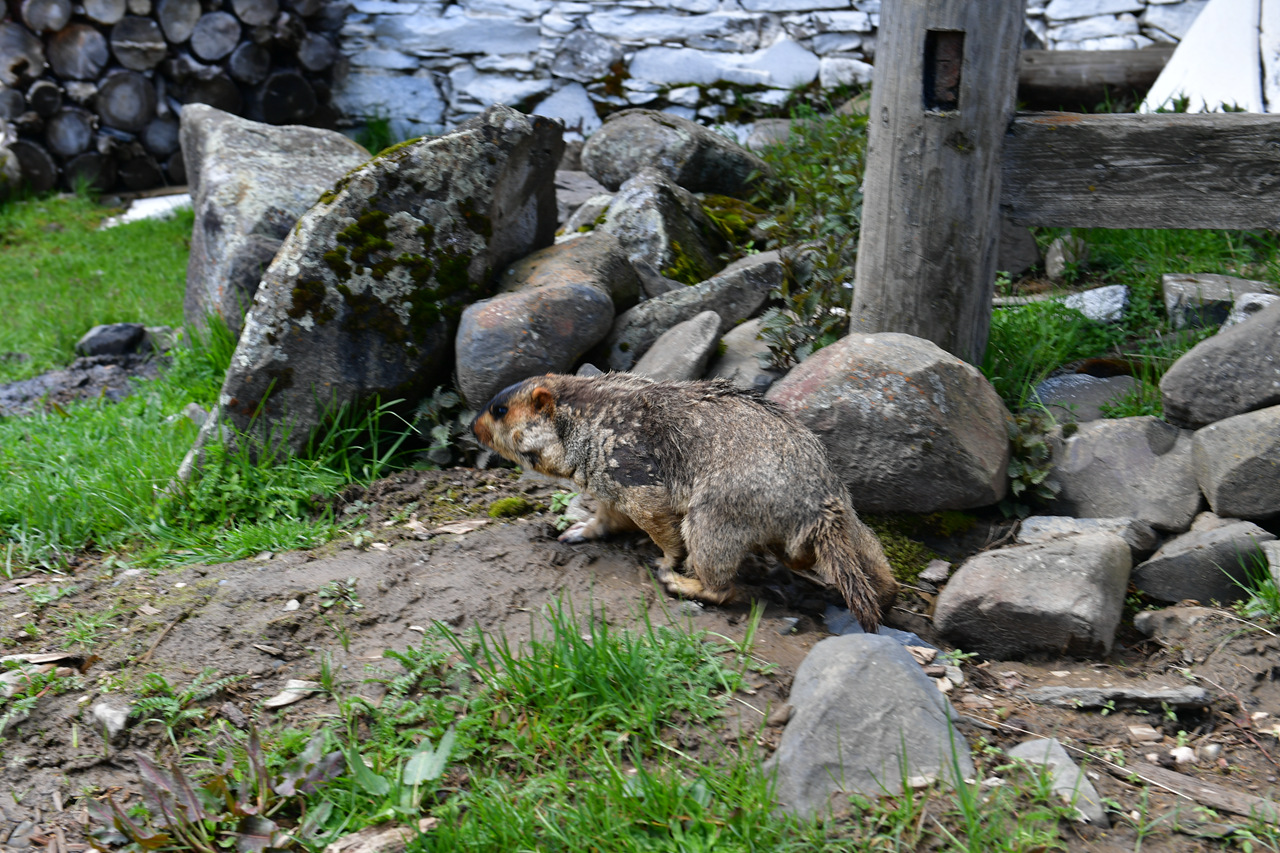 DSC_6724.jpg