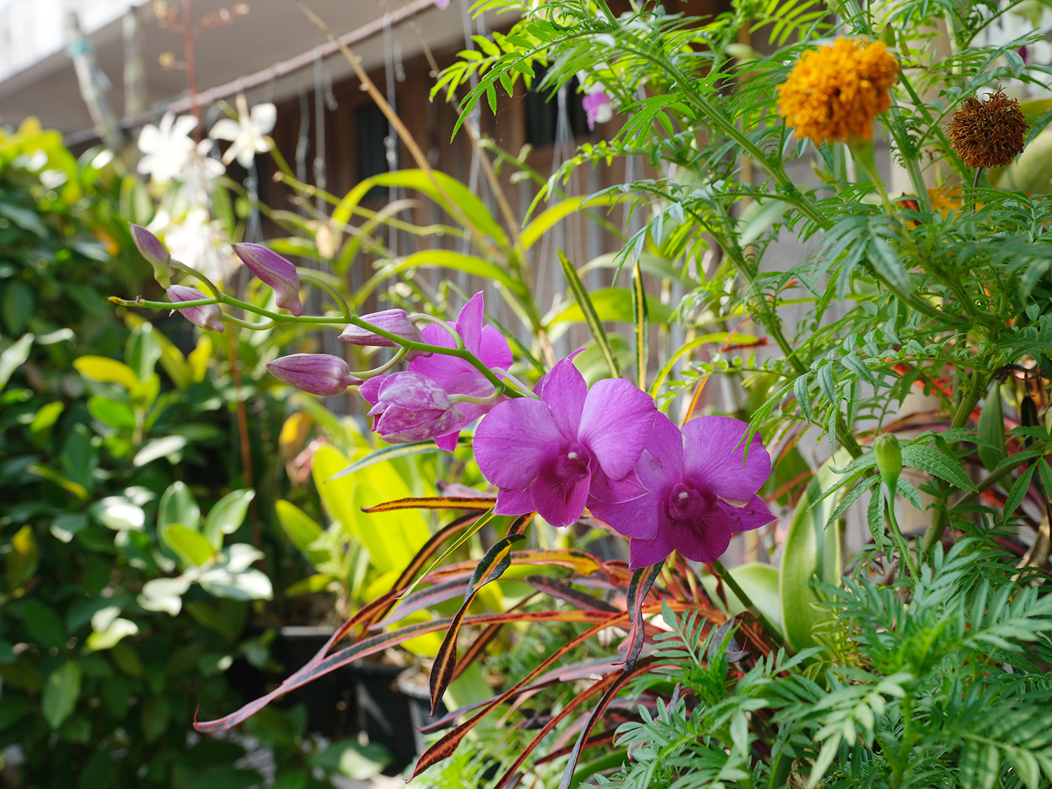 DSCF2934.jpg