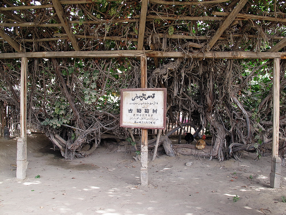 IMG_8487.jpg