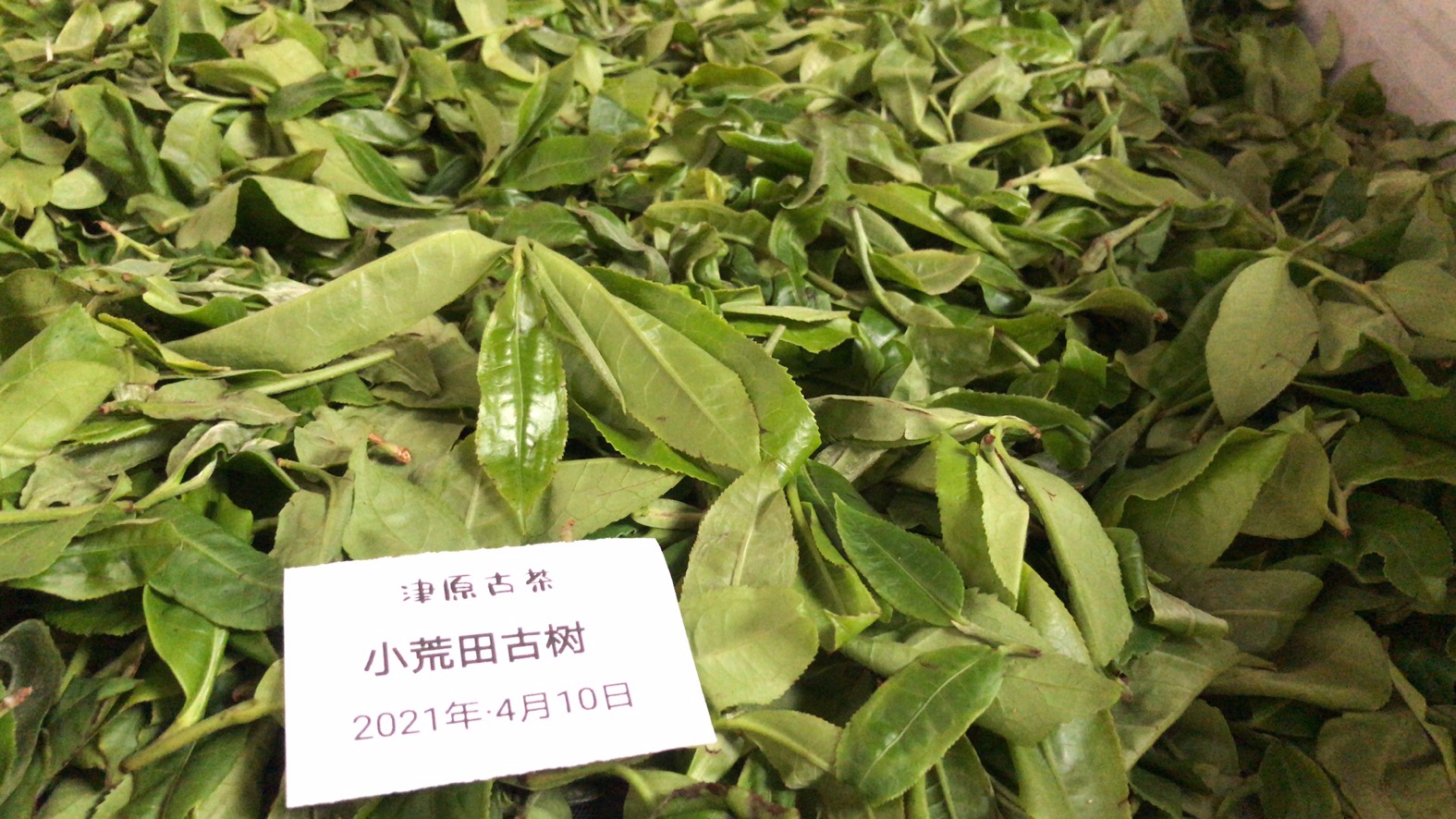 039CCE87-4AED-48FD-A38C-708A8EE9AEAC.jpeg