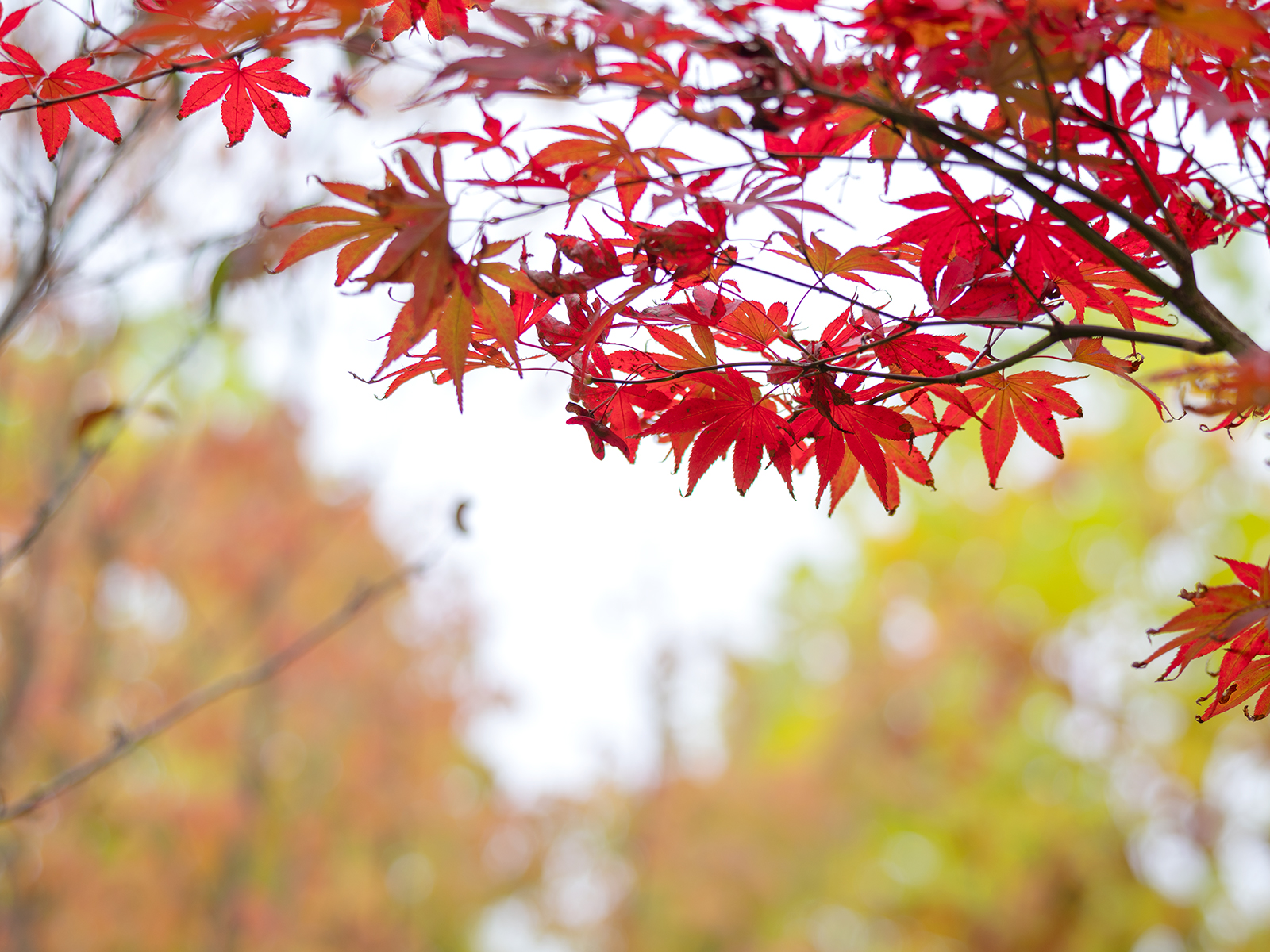 DSCF4816.jpg