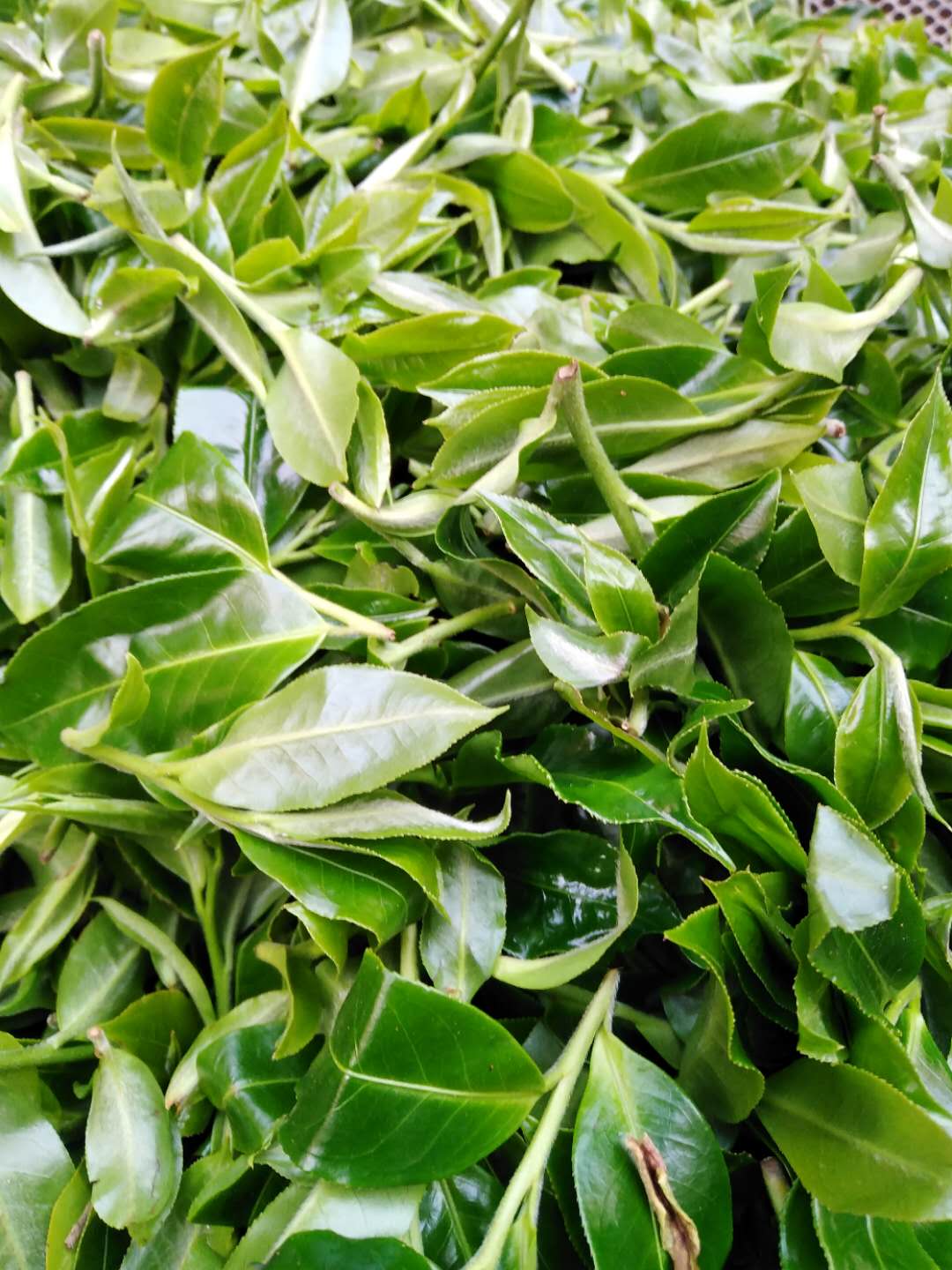 新采下的嫩芽