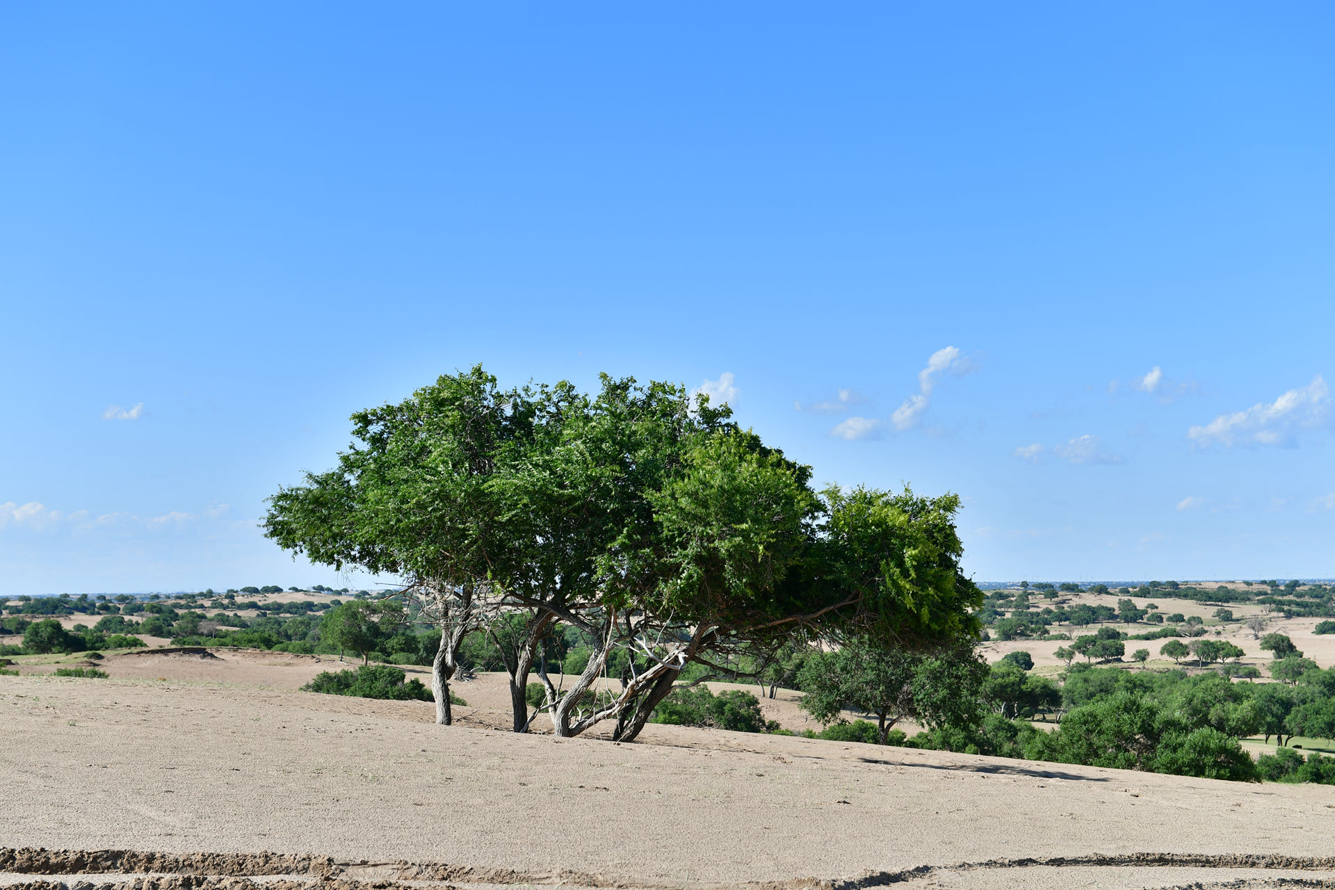 DSC_4469.jpg