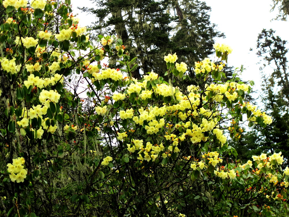 鲁朗黄杜鹃。