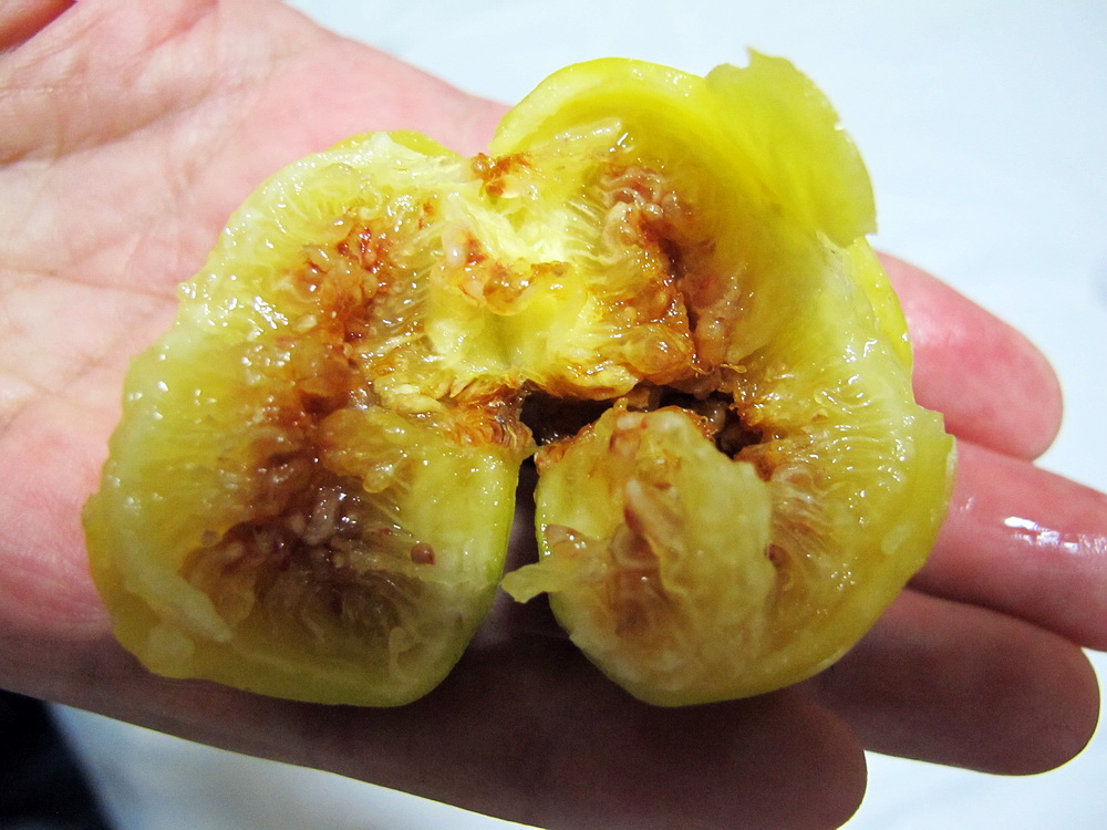 平生第一次遇见无花果!