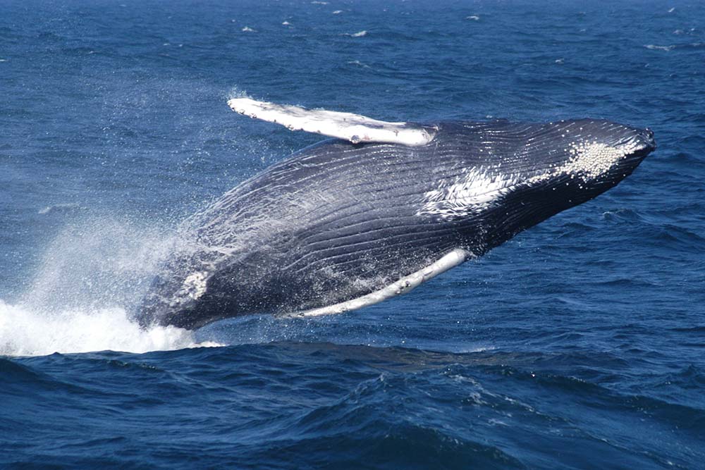 sbnms_whale_hb3@2x.jpg