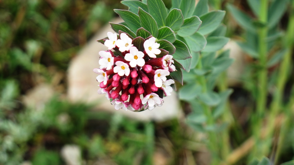茶马古道的狼毒（断肠草）。
