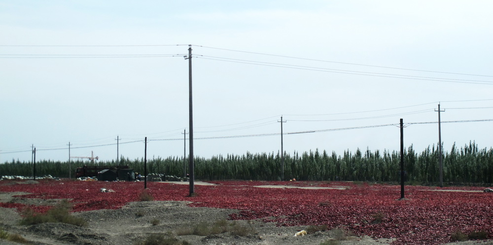 辣椒丰收晾晒满地。
