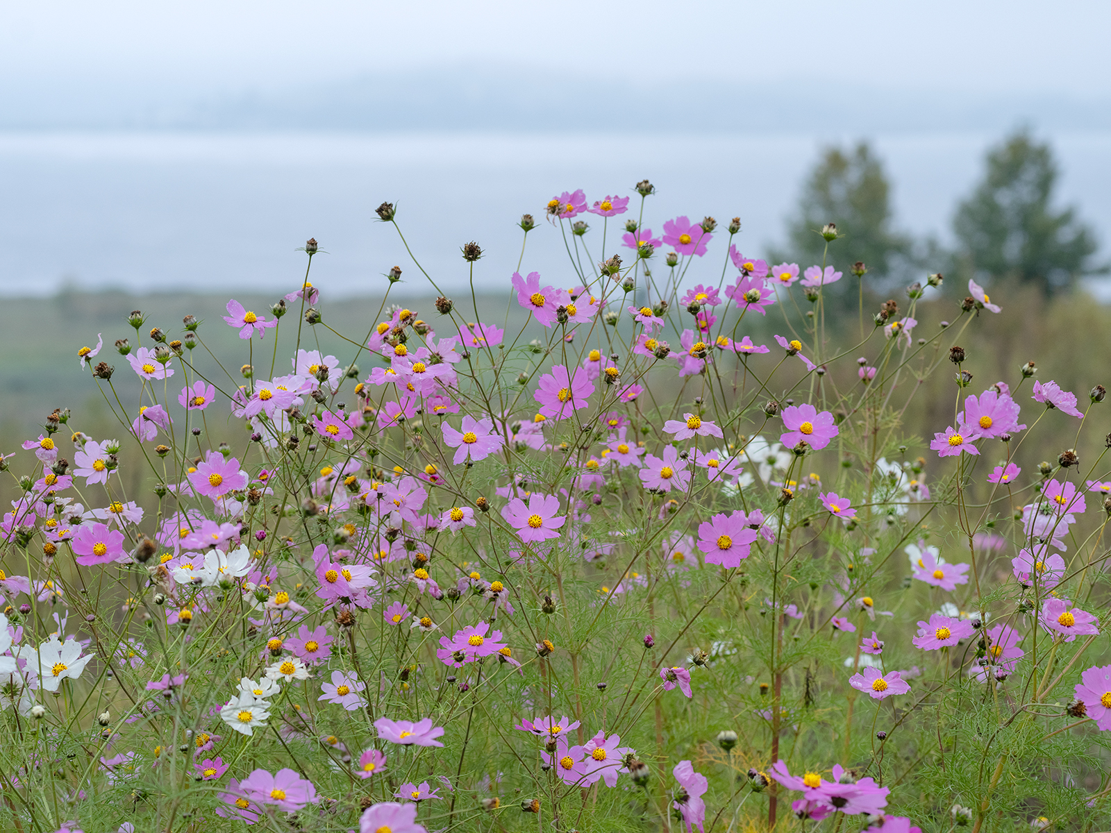DSCF4875.jpg