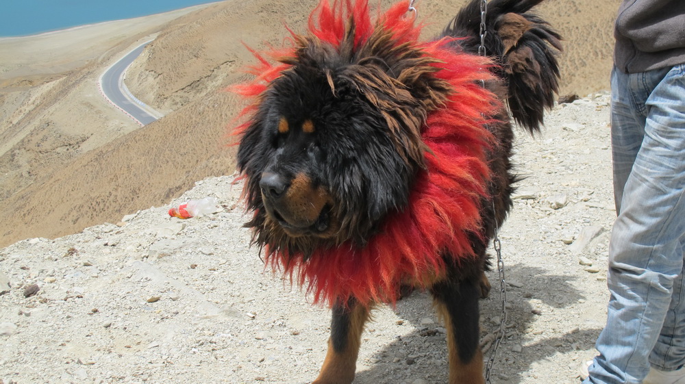 藏獒。