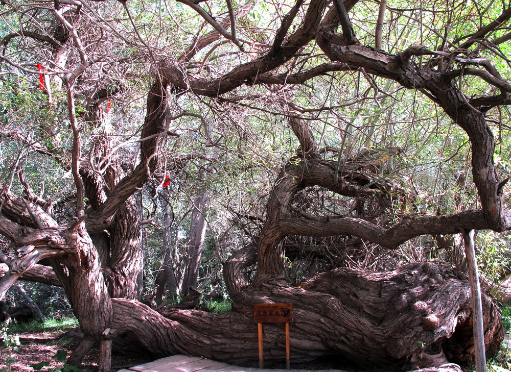 顽强的生命力。