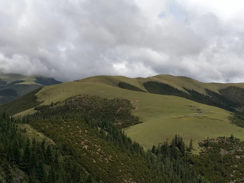 高山草坪