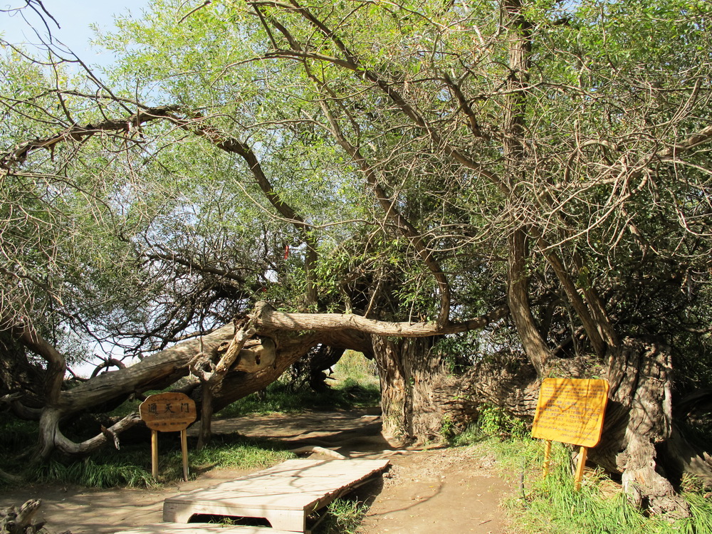 通天门。单柳，树龄约1100年。