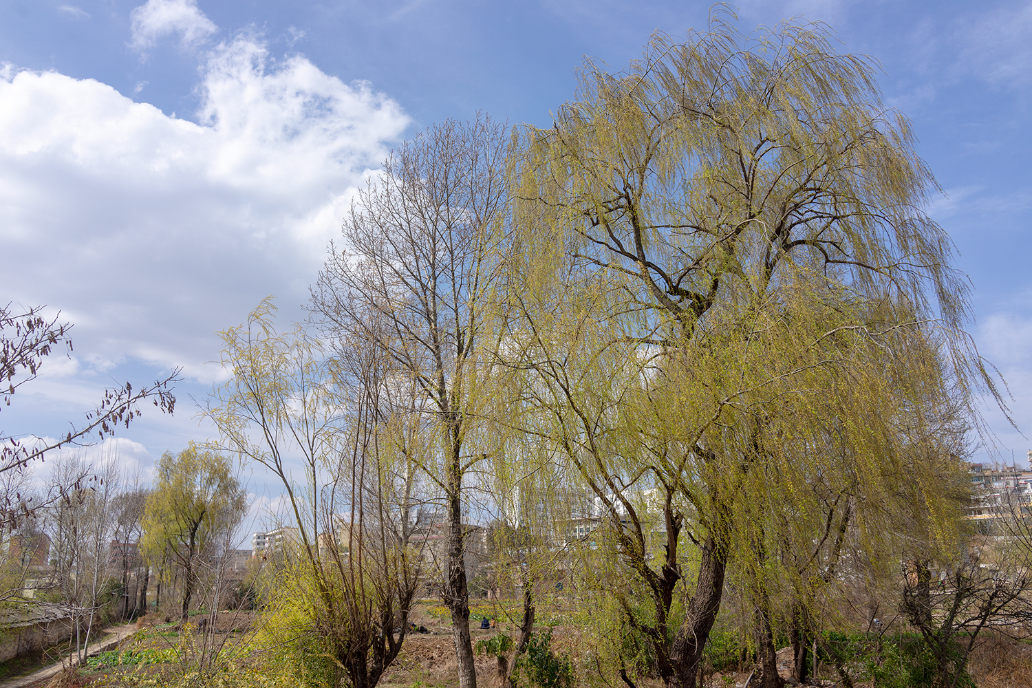 DSC01264.jpg