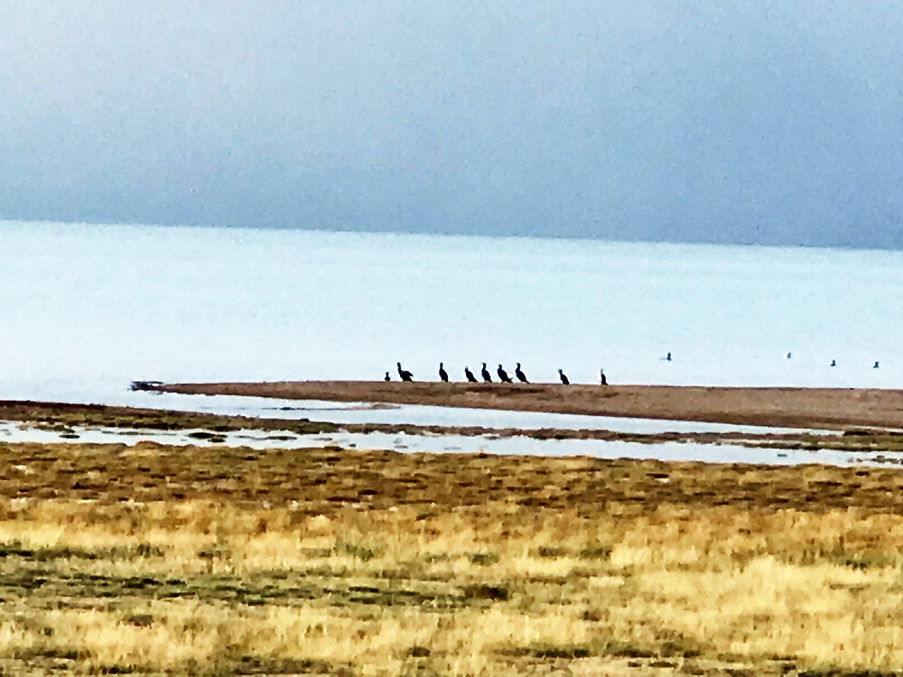 鄂陵湖的水鸟。