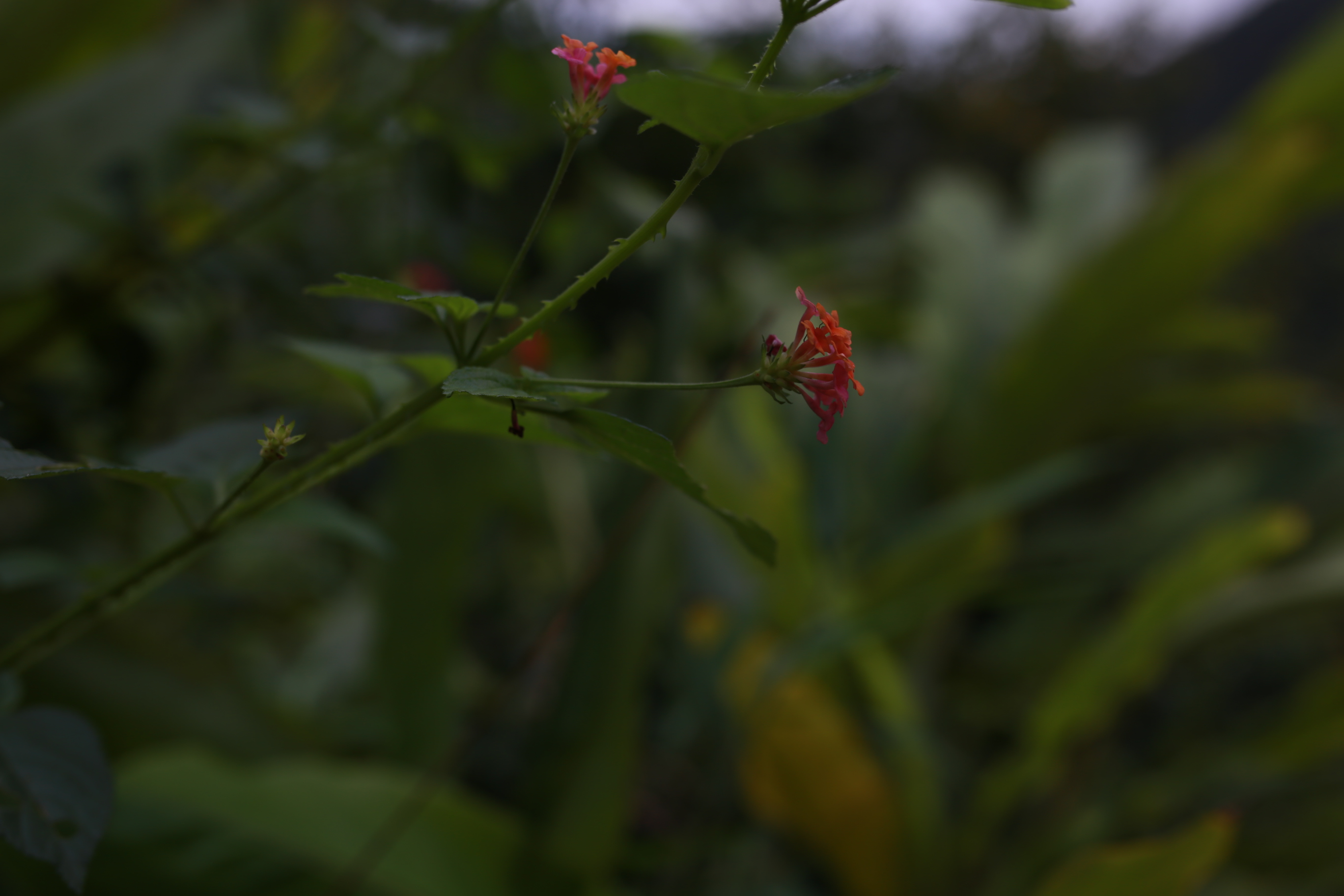 IMG_4838.JPG