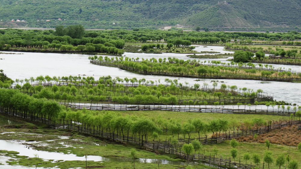 尼洋河沙洲绿化区。