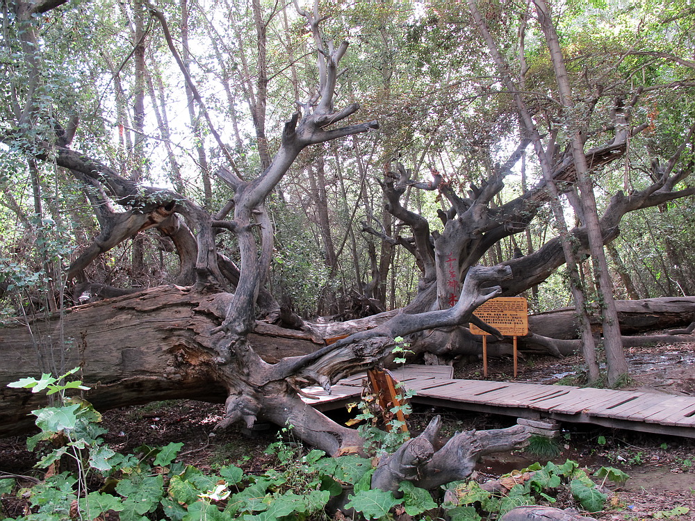 新疆杨，树龄约900年。