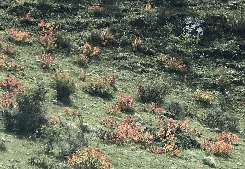 登孜珠山，山花烂漫。