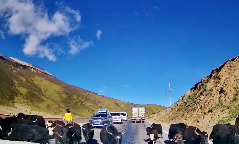 到巴塘路上不时可见悠闲散步的牛群走近招呼你