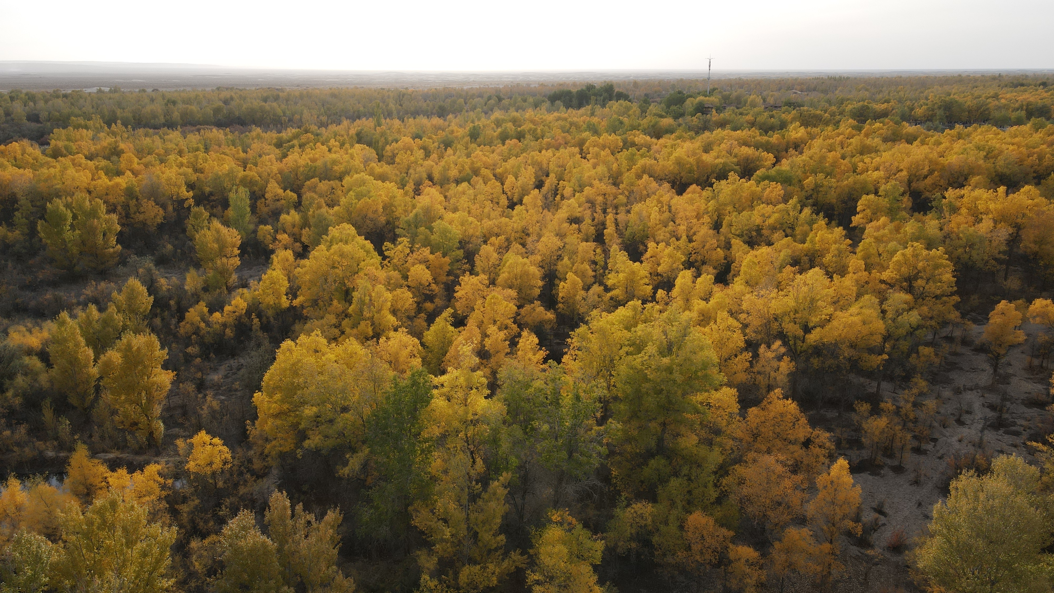 DJI_0116.JPG